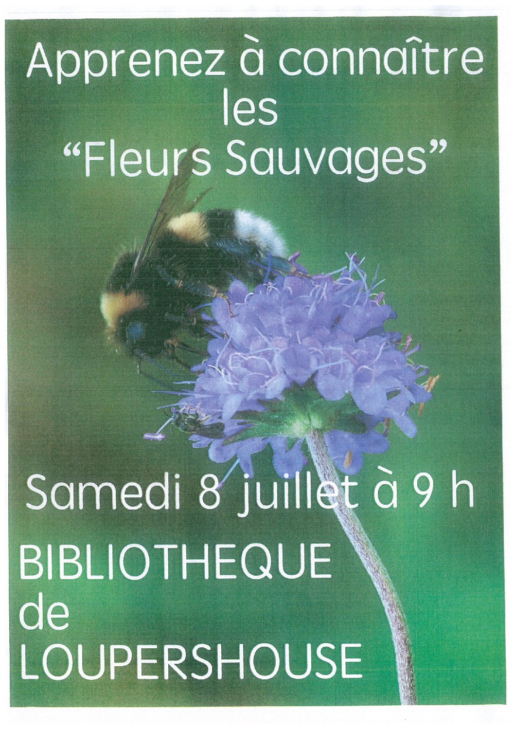 Apprenez à connaître les « fleurs sauvages »